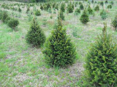 Eisner's Nursery, LLC Eisner's Nursery, LLC